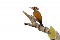 Datel zlatohrbety - Dinopium javanense - Common Flameback o8915